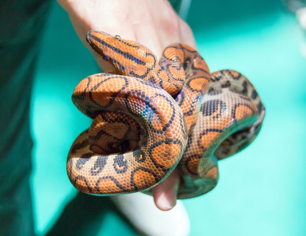 Serpente com reflexo do arco-íris na mão humana