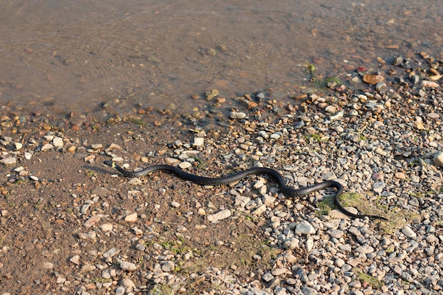 Serpente de grama cobra não venenosa europeia em habitat natural