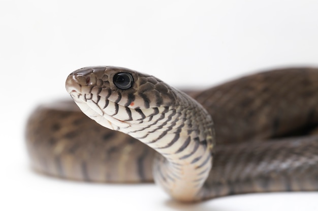 Serpente de rato indiana oriental da mucosa de Ptyas isolada no branco.