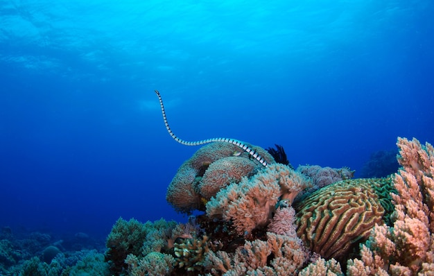 Serpente do mar bandada. Vida marinha da ilha de Apo, nas Filipinas.