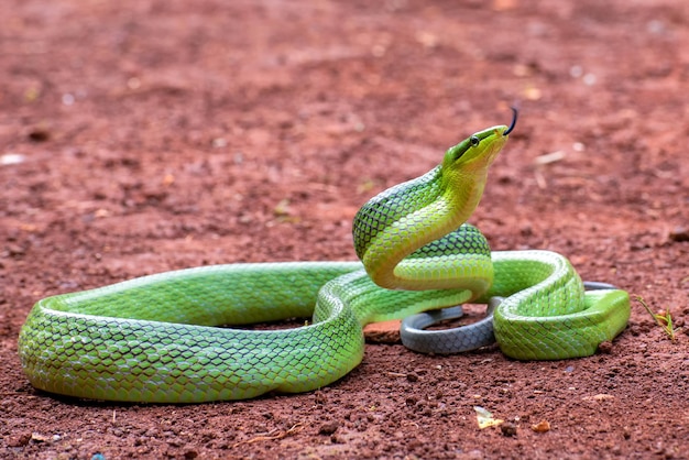 Serpente gonyossoma verde com uma posição defensiva