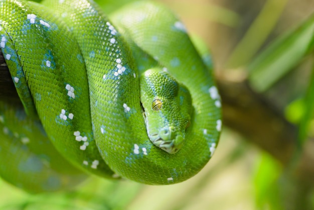 Serpente verde