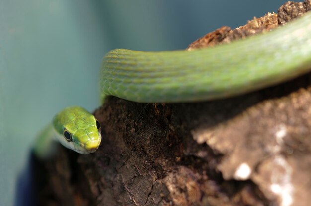 Serpente verde