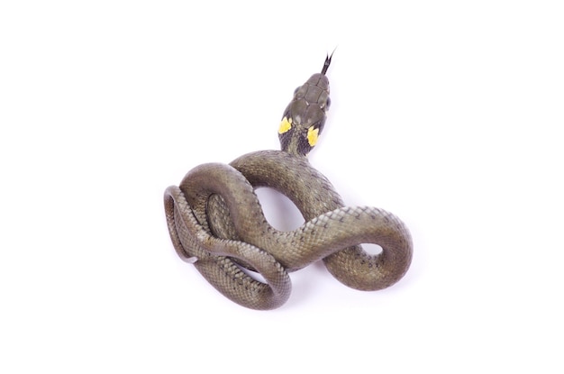 Foto serpente