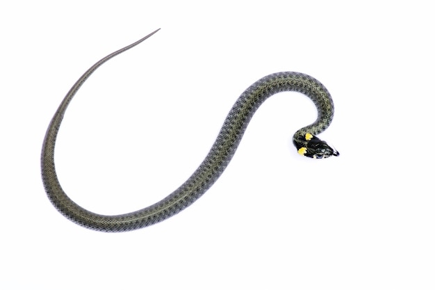 Serpente