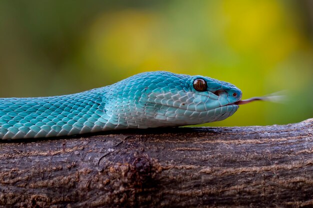 Foto serpentes azuis da víbora do insularis