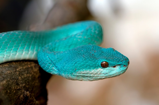 Foto serpentes azuis da víbora do insularis