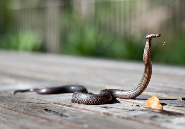 Foto una serpiente está acostada en una superficie de madera con un pedazo de comida en ella