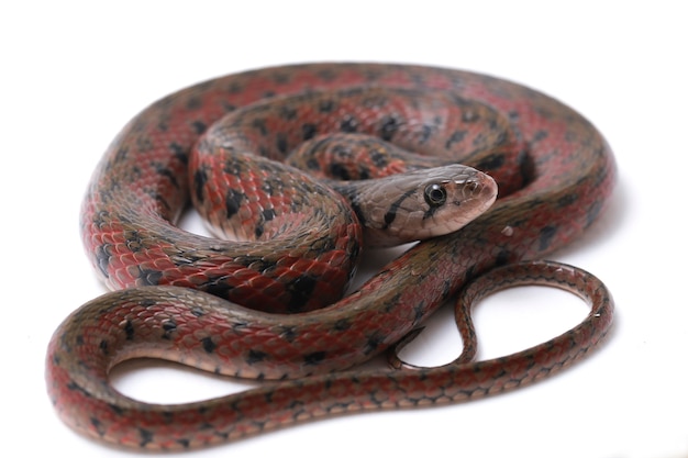 La serpiente de agua asiática keelback a cuadros aislado sobre fondo blanco.