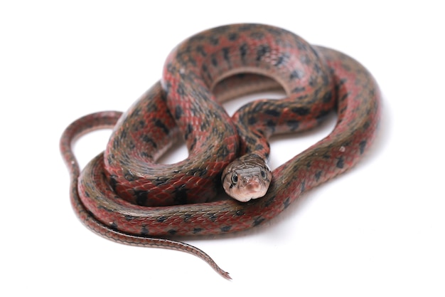 La serpiente de agua asiática keelback a cuadros aislado sobre fondo blanco.