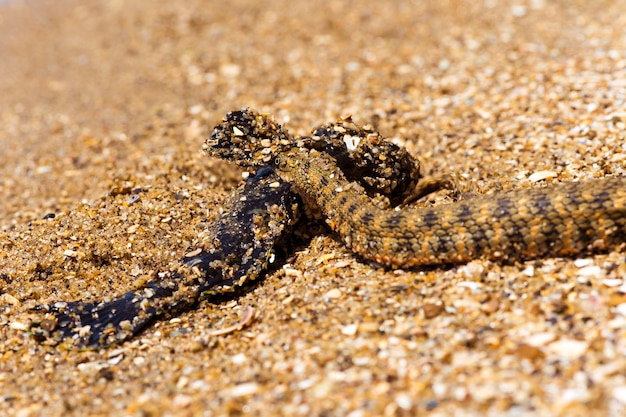 Serpiente de agua con atrapamiento de peces en la orilla del estanque