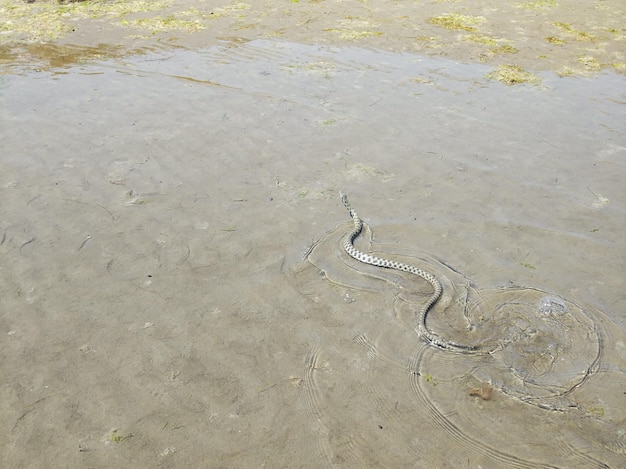 Serpiente de agua en la orilla