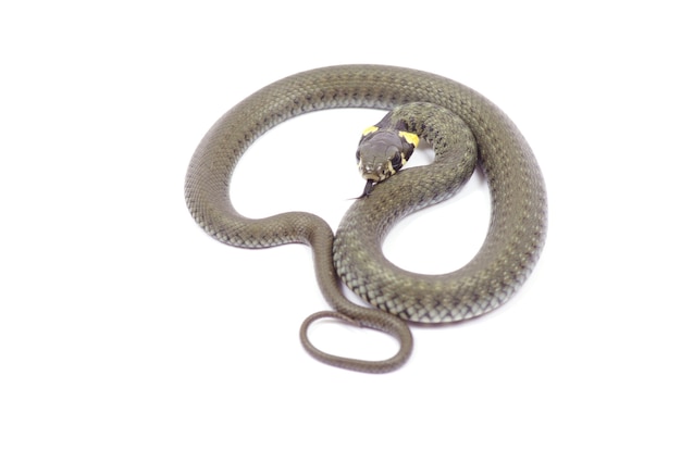 Serpiente aislada