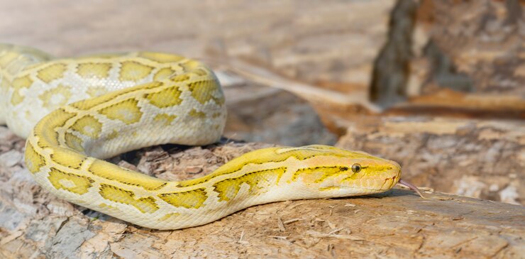 Foto la serpiente albina python molurus es una gran pitón no venenosa. suele ser una mascota.