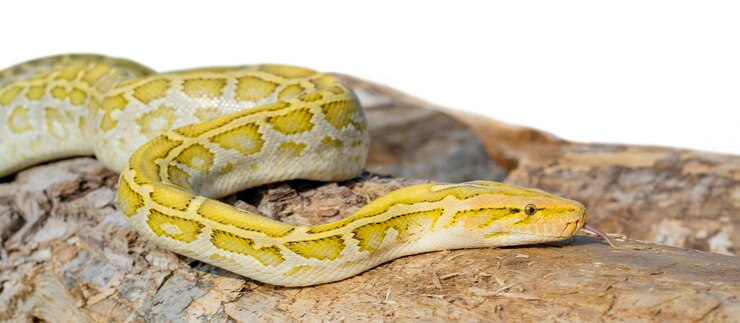 Foto la serpiente albina python molurus es una gran pitón no venenosa. suele ser una mascota.