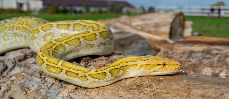 Foto la serpiente albina python molurus es una gran pitón no venenosa