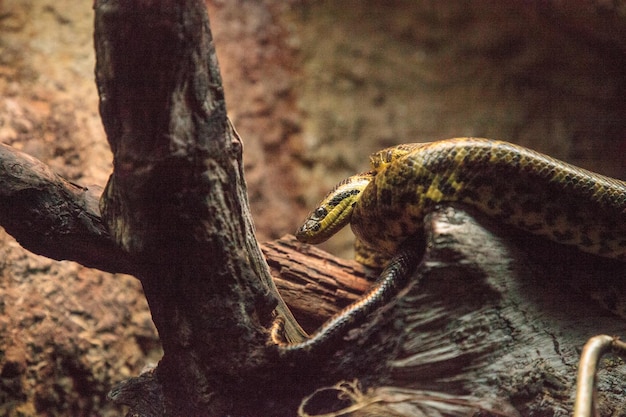 Foto la serpiente anaconda amarilla eunectes notaeus también se conoce como boa de agua y se encuentra en el amazonas