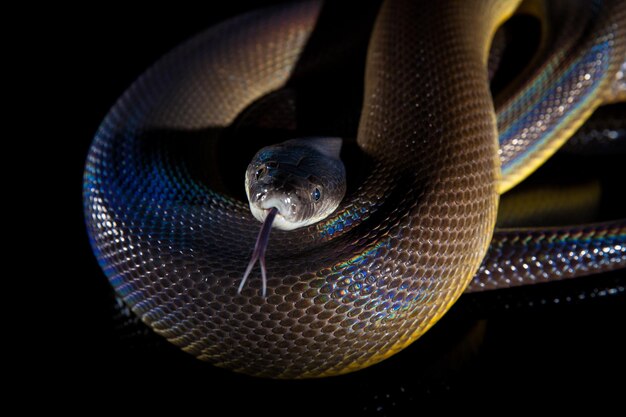 Serpiente de arco iris única Pitón de agua Liasis fuscus aislado en espejo negro