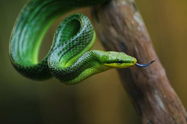 Foto la serpiente ardilla gonyosoma es el nombre de un género de serpiente rata que se encuentra en asia