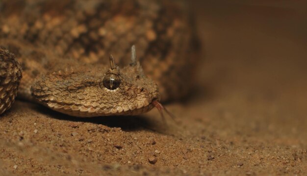 Serpiente en la arena de cerca