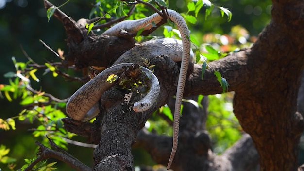 Una serpiente arrastrándose por las ramas de un árbol.