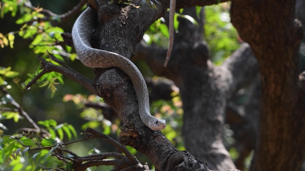 Una serpiente arrastrándose por el tronco de un árbol.