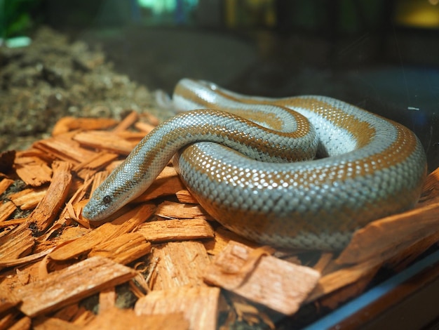 Serpiente en astillas Una serpiente de rayas azul y beige en el serpentario zoológico