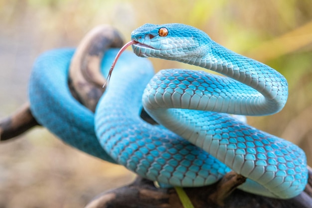 Serpiente azul con ojos rojos en una rama