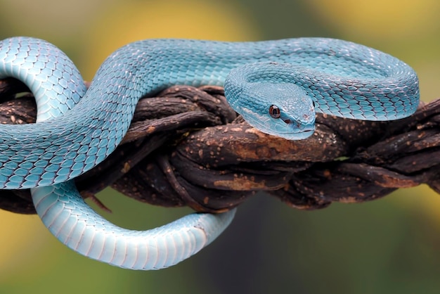 Una serpiente azul con un vientre blanco se sienta en una cuerda.