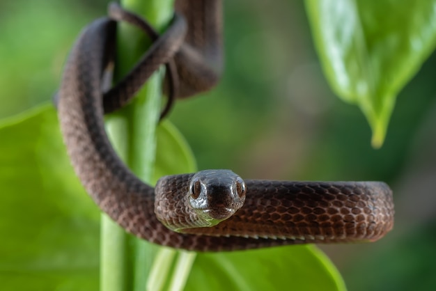 Serpiente babosa de quilla de banda, Pareas carinatus