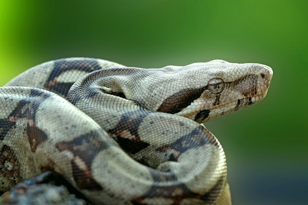Foto serpiente boa constrictor esperando algo de comida