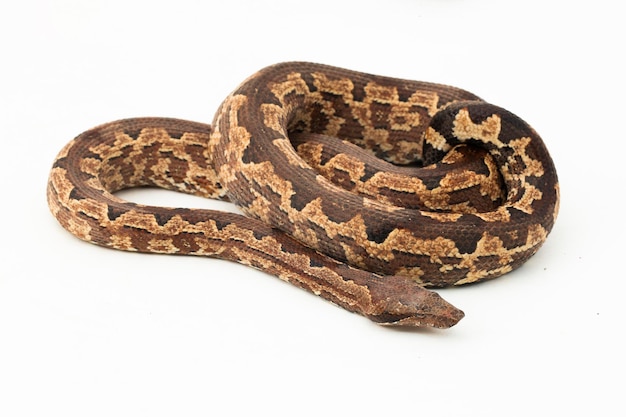 Foto serpiente boa de tierra de la isla de salomón o candoia carinata paulsoni aislado en blanco sobre fondo blanco