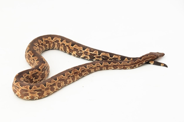 Foto serpiente boa de tierra de la isla de salomón o candoia carinata paulsoni aislado en blanco sobre fondo blanco