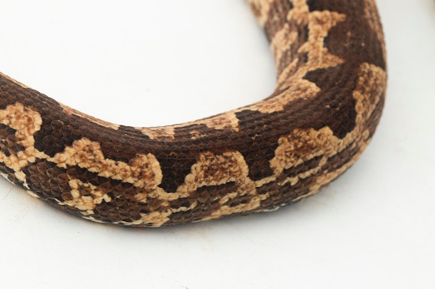 Serpiente boa de tierra de la isla de Salomón o Candoia carinata paulsoni aislado en blanco sobre fondo blanco