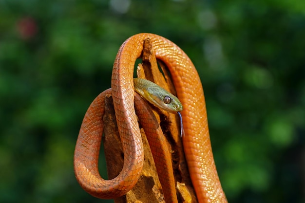 serpiente boiga roja sobre un tronco Boiga nigriceps