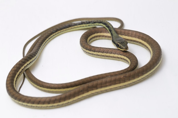 Serpiente bronceada pintada en la pared blanca