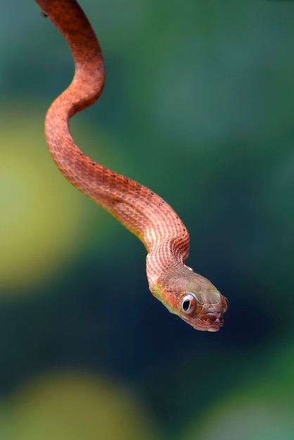 Una serpiente con la cabeza roja cuelga de una rama