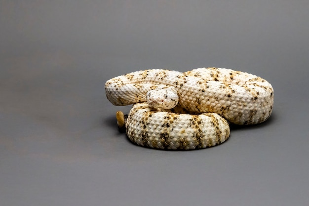 Serpiente de cascabel moteado blanco aislado sobre un fondo gris