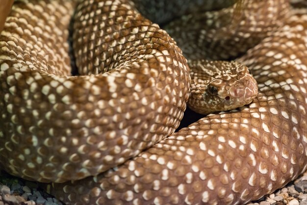 Serpiente de cascabel de Uroco