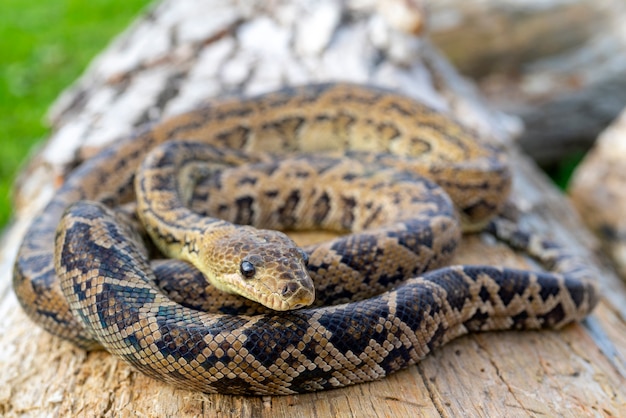 La serpiente Chilabothrus angulifer, la boa cubana y la boa arbórea cubana.