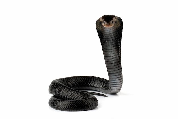 Una serpiente cobra negra está sobre un fondo blanco.