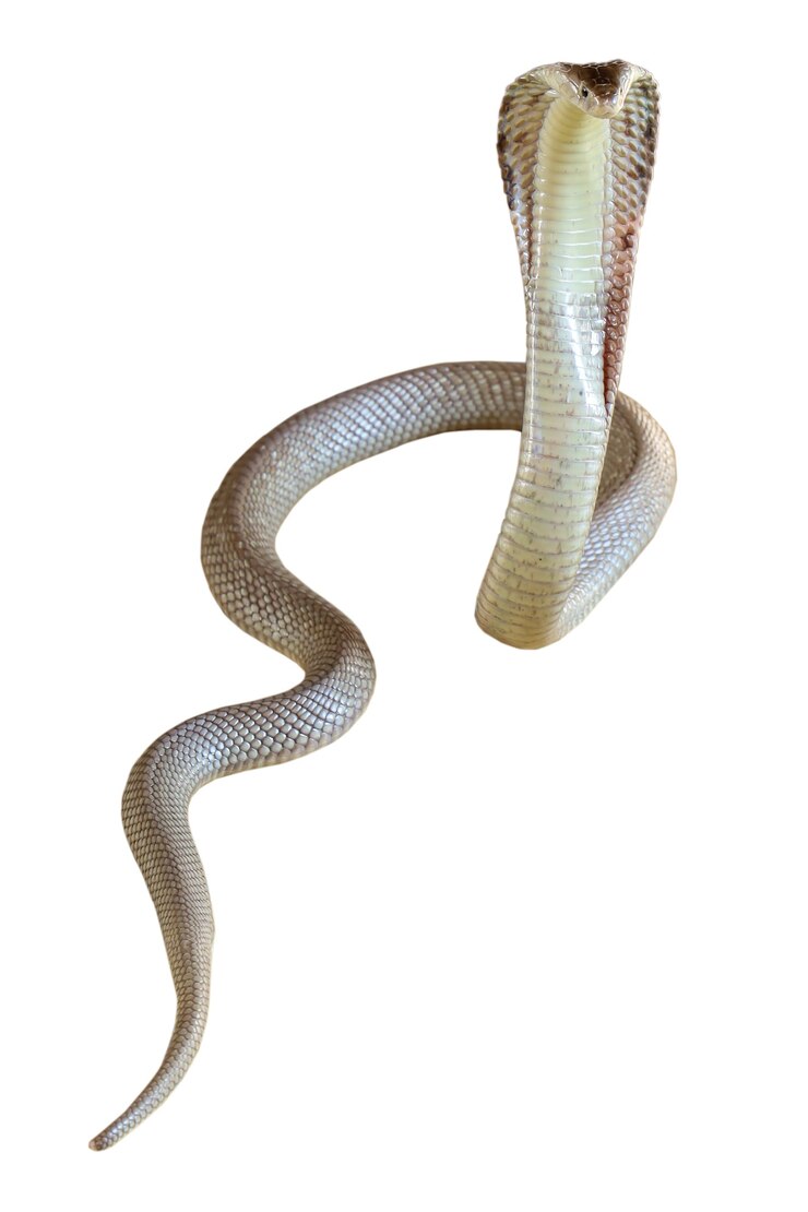 La serpiente Cobra sobre fondo blanco tiene camino