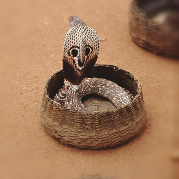 Foto la serpiente cobra