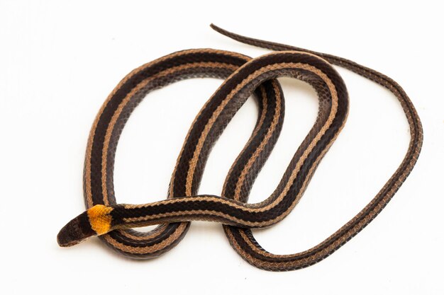Serpiente de collar o serpiente de basura rayada Sibynophis geminatus aislada sobre fondo blanco