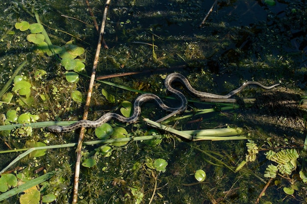 Serpiente coluber en la superficie del río entre hojas verdes.