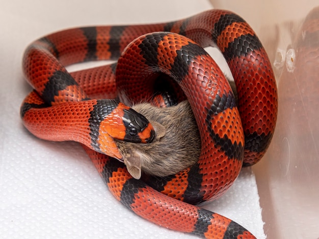 Serpiente comiendo una rata sacrificada en el laboratorio.