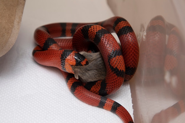 Serpiente comiendo una rata sacrificada en el laboratorio.