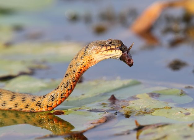 La serpiente de dados (Natrix tessellata) atrapó un pez