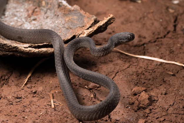 Serpiente devoradora de babosas enrollada alrededor de un tronco de árbol