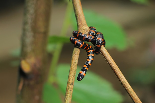 Foto la serpiente de dos cabezas o serpiente pipa es un tipo de serpiente no venenosa cuya cabeza y cola son casi iguales